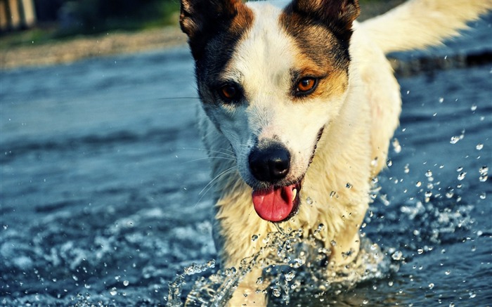 lengua de perro gotas de agua salpicaduras-Animal HD foto fondo de pantalla Vistas:9318