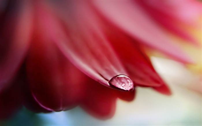 drop on flower petal-Macro photography HD Wallpaper Views:8798 Date:2013/7/24 8:27:27