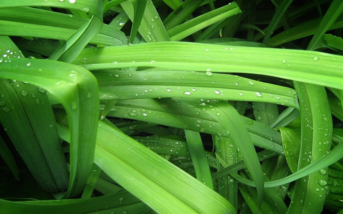 drops grass green-Plants Flowers HD Wallpaper Views:8505 Date:2013/7/18 8:43:46