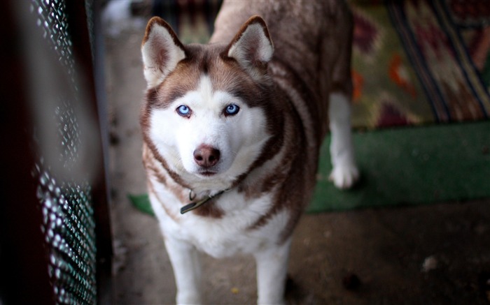 cara papel pintado perro husky perro-Animal HD Vistas:9910