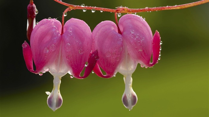 flower droplet steam plant-Plants Flowers HD Wallpaper Views:8490 Date:2013/7/18 8:46:10