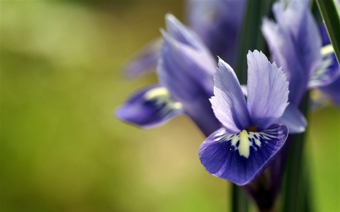 flower plant petals blue-Plants Flowers HD Wallpaper Views:8387 Date:2013/7/18 8:50:29