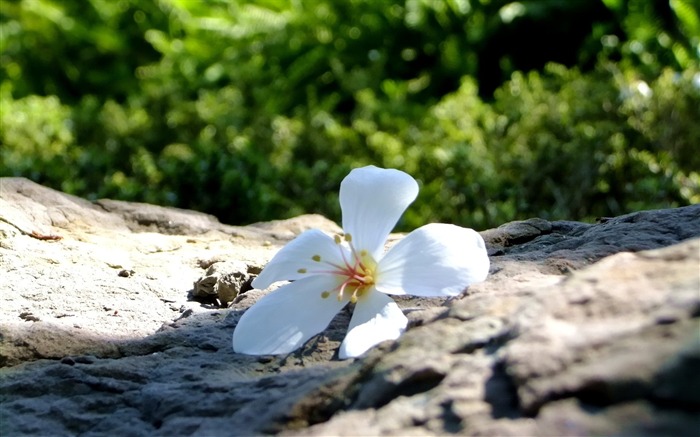 花石の花びら-花の写真壁紙 ブラウズ:7292