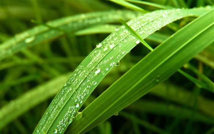 Plantes Fleurs macro Photographie HD Fond d'écran Vues:30399