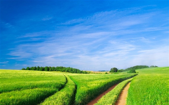 espace vert-un paysage naturel Fond d'écran Vues:20429