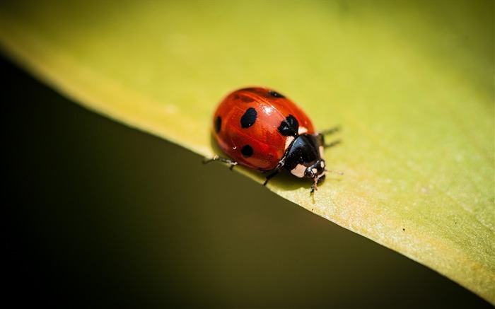 insect ladybug plants leaves-Plants Flowers HD Wallpaper Views:9247 Date:2013/7/18 8:54:45