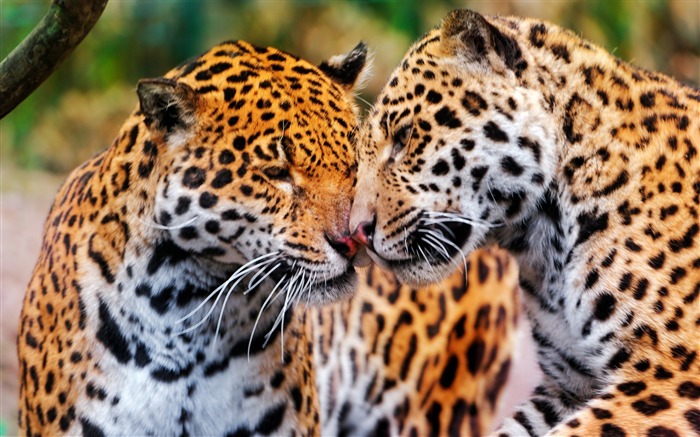 jaguars pareja wildcat-Animal HD foto fondo de pantalla Vistas:15543