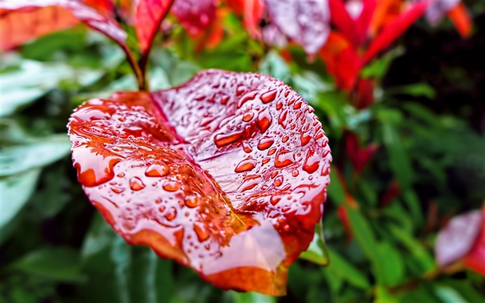 leaf drops-Macro photography HD Wallpaper Views:8802 Date:2013/7/24 8:30:06