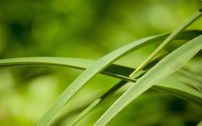 leaves grass green-Plants Flowers HD Wallpaper Views:8325 Date:2013/7/18 8:57:03