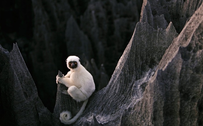 lemur sit stones-Animal HD foto fondo de pantalla Vistas:10213