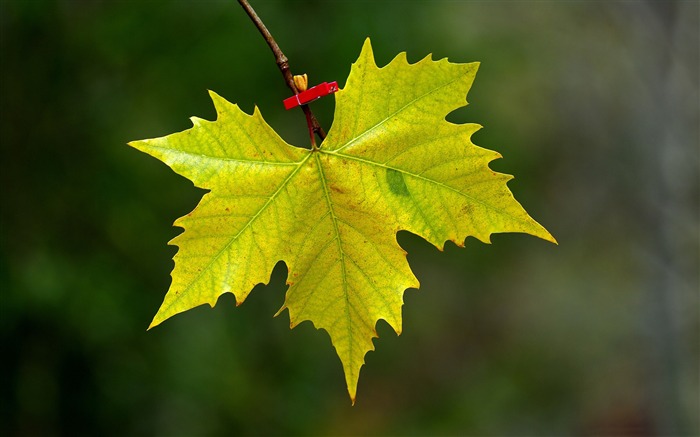 maple leaf fall-Macro photography HD Wallpaper Views:11047 Date:2013/7/24 8:31:44