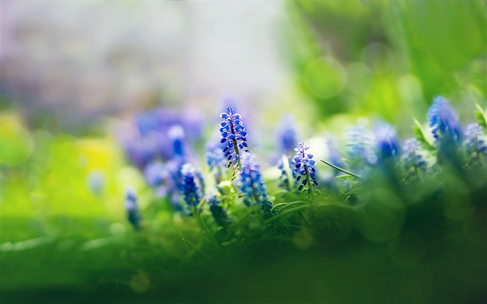 muscari flowers-HIGH Papel pintado de alta calidad Vistas:13751