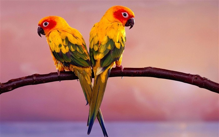 parrots pair-Animal HD foto fondo de pantalla Vistas:25089