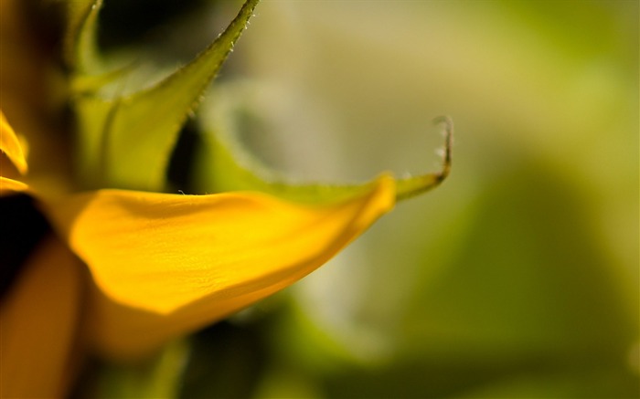 petal blur-Plants Flowers HD Wallpaper Views:13264 Date:2013/7/18 8:58:21