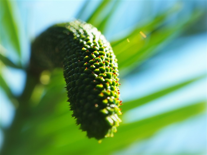 petal blur-Plants Flowers HD Wallpapers Views:6147 Date:2013/7/18 8:58:42