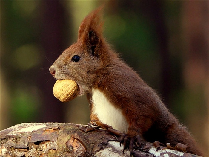 ardilla comida nueces-Animal HD foto fondo de pantalla Vistas:9582