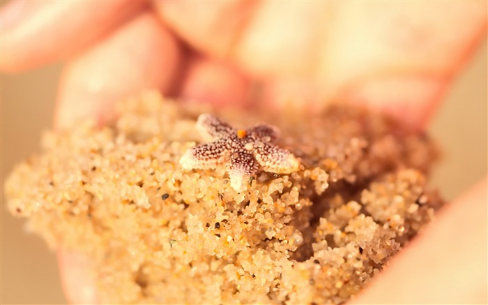 starfish on the beach-Macro photography HD Wallpaper Views:7391 Date:2013/7/24 8:36:47