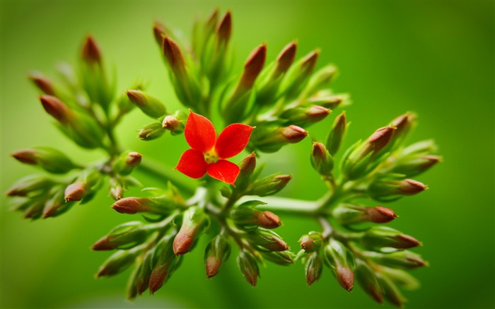 stem flower-Plants Flowers HD Wallpapers Views:7375 Date:2013/7/18 9:00:12