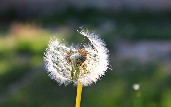 white dandelion-Macro photography HD Wallpaper Views:10379 Date:2013/7/24 8:25:47