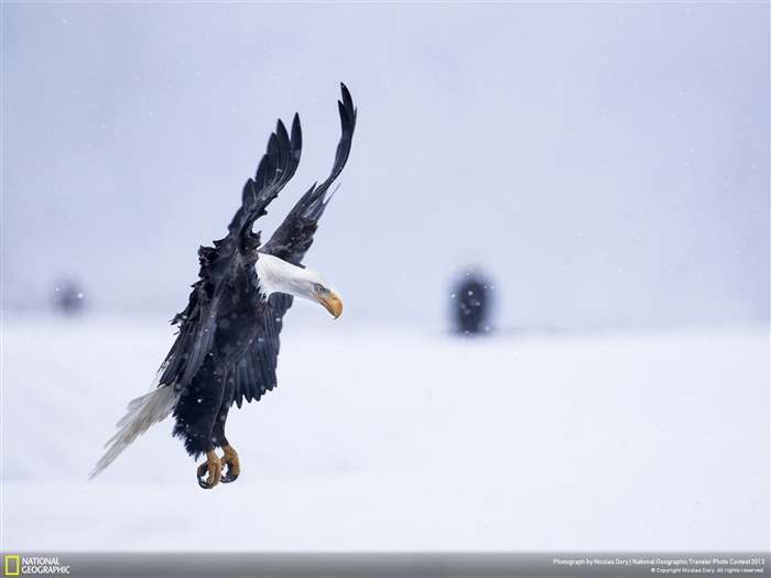 Águila calva aterrizando en la tormenta de nieve-National Geographic Wallpaper Vistas:10878