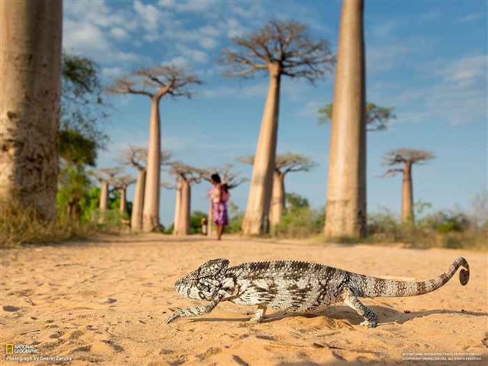 Baobabs Madagascar-National Geographic photo fond d'écran Vues:23102