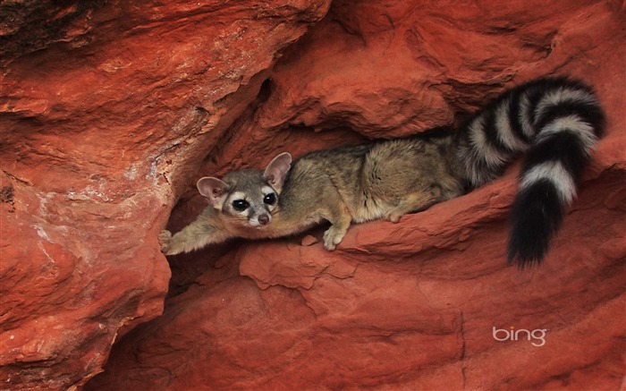 Animales de la cueva-agosto 2013 Bing fondo de pantalla Vistas:9297