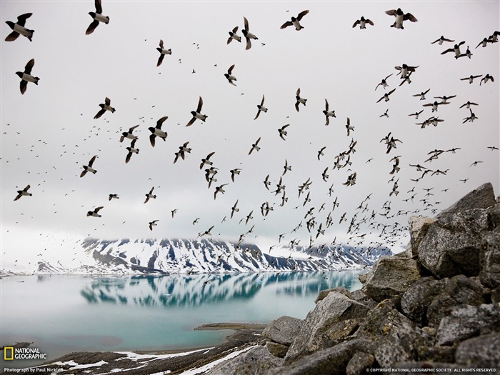 Mergules nains Svalbard-National Geographic photo fond d'écran Vues:10380