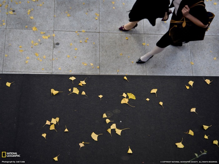 Garosugil Séoul-National Geographic photo fond d'écran Vues:8335