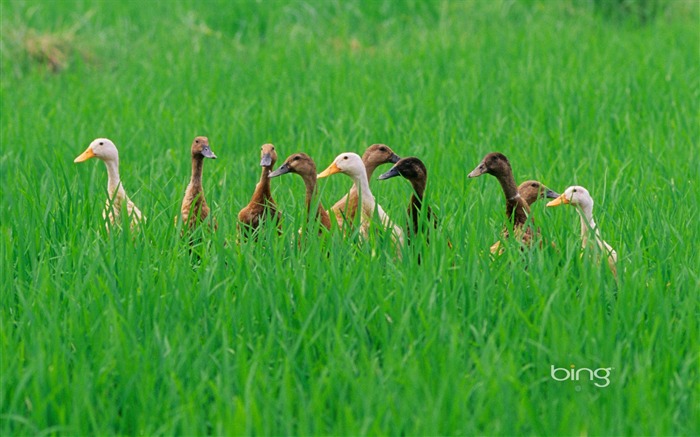 Grass Swan-agosto de 2013 Bing fondo de pantalla Vistas:9967