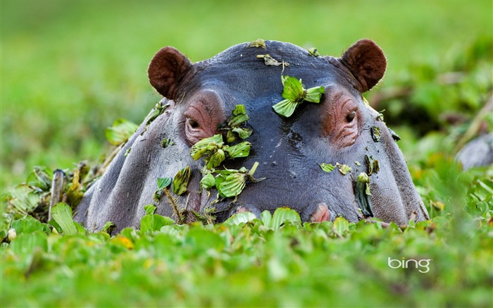 Hidden hippo-August 2013 Bing wallpaper Visualizações:8908