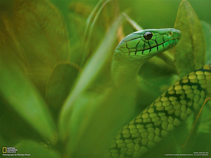 Jameson Mamba Cameroun-National Geographic photo fond d'écran Vues:9291