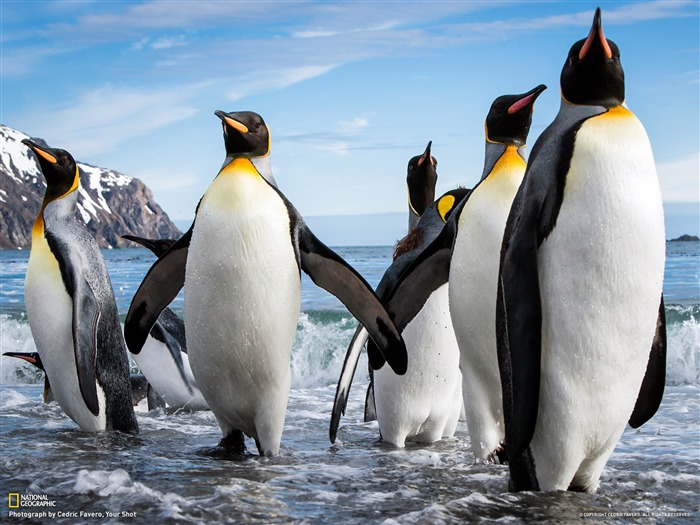 King Penguins île de Géorgie du Sud-National Geographic photo fond d'écran Vues:13556