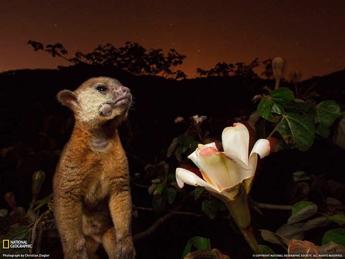 Kinkajou Panama-National Geographic photo fond d'écran Vues:9767