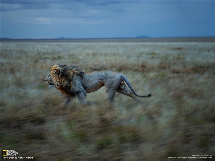 Lion Serengeti-National Geographic photo fond d'écran Vues:11250