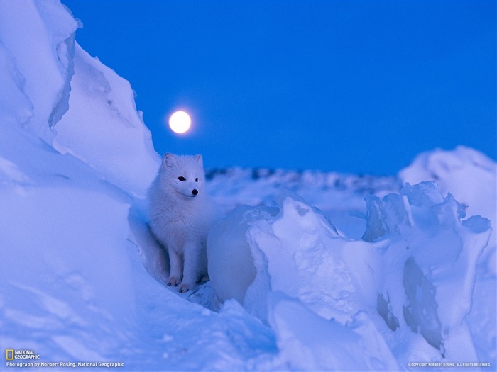 Manitoba Canada-National Geographic photo fond d'écran Vues:11782