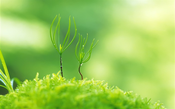 植物绿芽护眼电脑桌面壁纸 浏览:13501