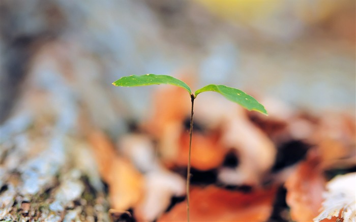 Planta verde dispara olho papel de parede do computador 10 Visualizações:8215