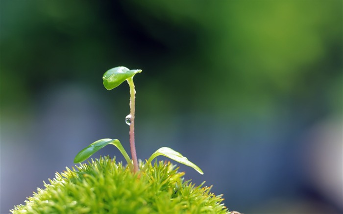 Planta verde dispara olho papel de parede do computador 13 Visualizações:17966