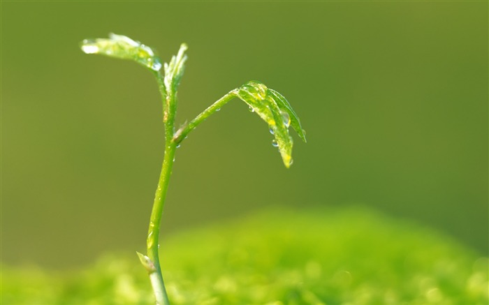 Planta verde dispara olho computador papel de parede de mesa 14 Visualizações:33502