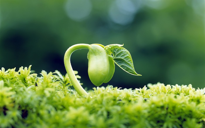 植物绿芽护眼电脑桌面壁纸 浏览:14271