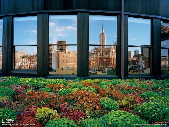 Rooftop Garden Manhattan-National Geographic photo fond d'écran Vues:9143