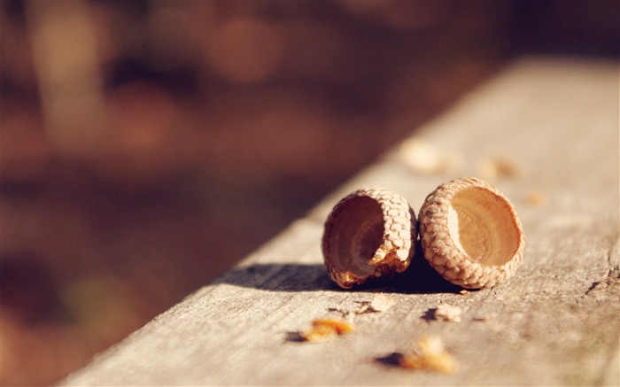 acorn shells walnut-Macro photography wallpaper Views:8628 Date:2013/8/1 9:38:18