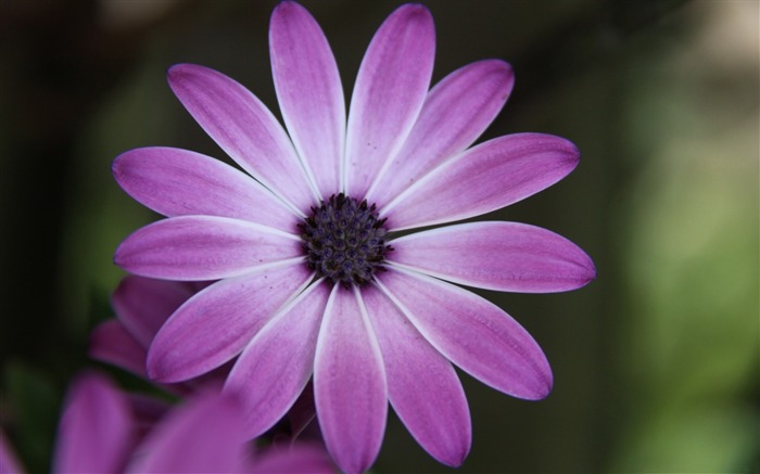 linda roxa flor-flores foto HD papel de parede Visualizações:12871