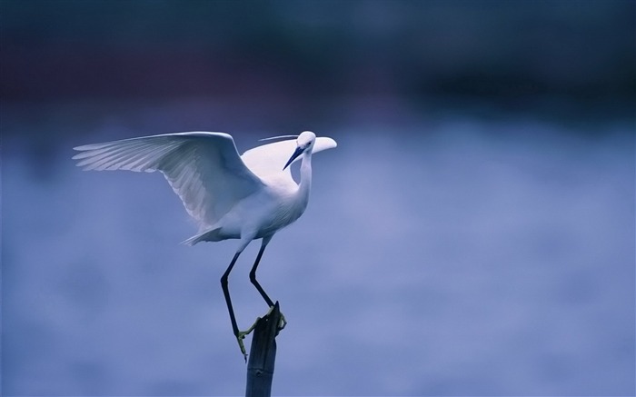 asas brancas do pássaro sentam-se a foto animal HD HD Visualizações:10364