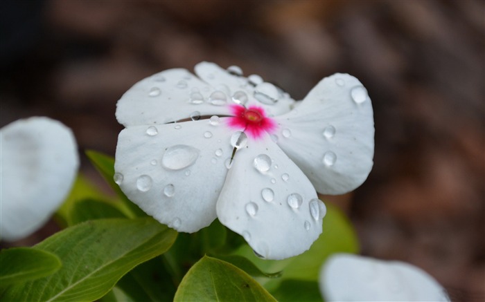 Dew beauty-flowers photo HD wallpaper Visualizações:7809