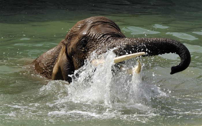 elefante colmillos agua pulverizada-Animal foto fondo de pantalla HD Vistas:9590