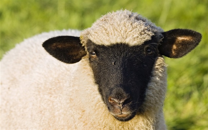 Carne de ovelha de rosto - Papéis de parede de fotos animais HD Visualizações:9768