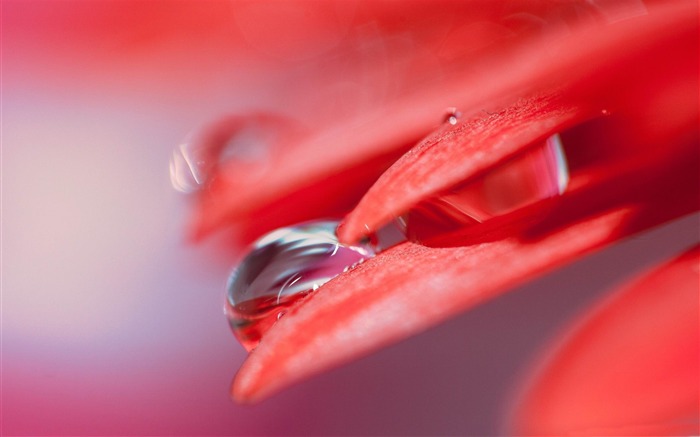 flor cae pétalos rojo-Planta Macro fondo de pantalla HD Vistas:10186