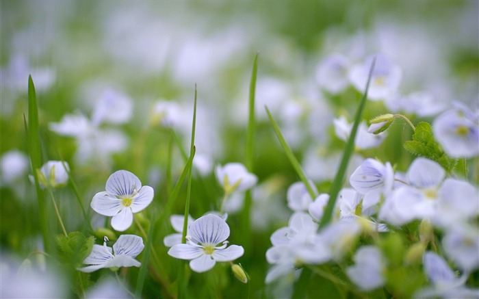 champs de fleurs vert petite été-Photos HD Fond d'écran Vues:11243