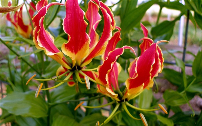 gloriosa fleur Les étamines licencieux-Photos HD Fond d'écran Vues:13282